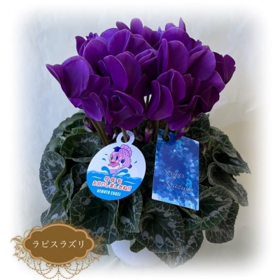 �y2026�N ��s�\��z�V�N������ ���s�X���Y�� 5�� | �ԃM�t�g �v���[���g �ԕc ���{���|