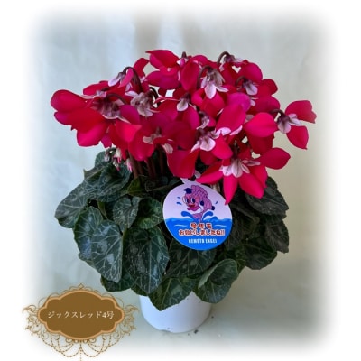 �y2026�N ��s�\��z�V�N������ �W�b�N�X ���C�����b�h 4�� | �ԃM�t�g �ԕc ���A ���{���|