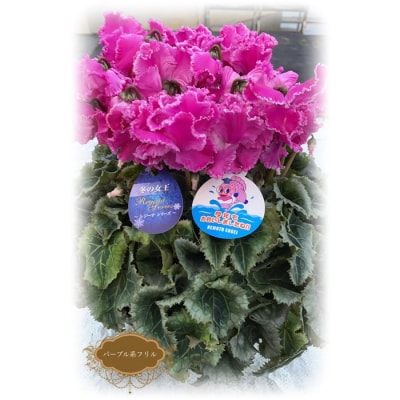 【2026年 先行予約】シクラメン フリンジ パープル系 5号 | 花ギフト 贈答 花苗 根本園芸