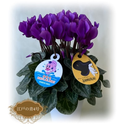 【2026年 先行予約】シクラメン 江戸の青 4号 青系 | 花ギフト プレゼント 花苗 根本園芸