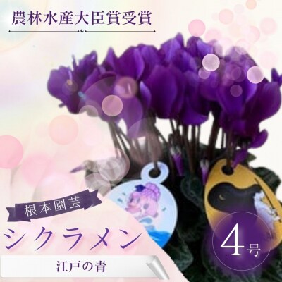 【2026年 先行予約】シクラメン 江戸の青 4号 | 青系 花ギフト 根本園芸 aj010-aa