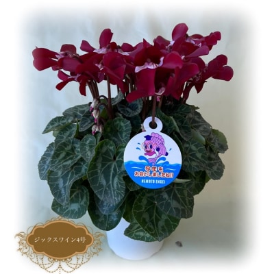 【2026年 先行予約】シクラメン ジックス レッド 4号 | 花ギフト プレゼント 花苗 根本園芸