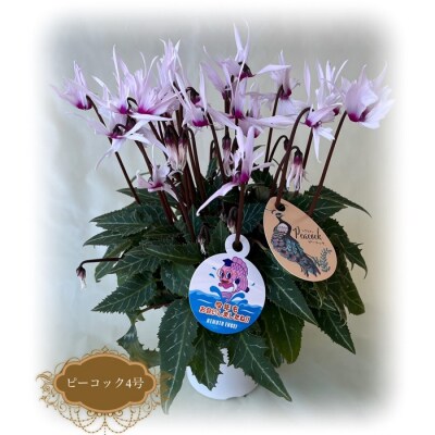 �y2026�N ��s�\��z�V�N������ �s�[�R�b�N 4�� | �Ԓ���� �ԃM�t�g ���� �ԕc ���{���|