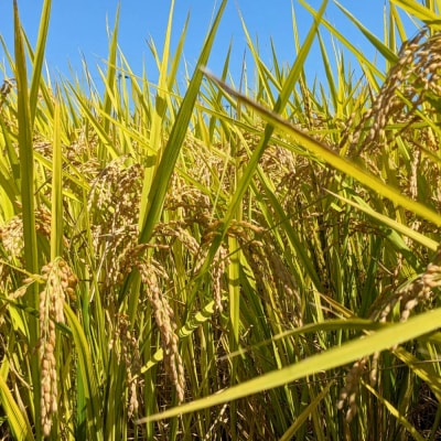 【令和8年産米 先行予約】毎月定期便 にじのきらめき 白米 5kg×6回|JAS有機米 みさき未来