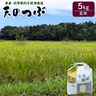 天のつぶ 玄米 5kg 令和7年産 | コメ 大粒 栽培期間中農薬・化学肥料不使用 みさき未来