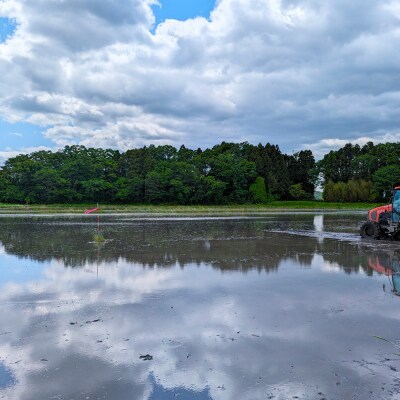 天のつぶ 白米 10kg 令和7年産 | コメ 大粒 栽培期間中農薬・化学肥料不使用 みさき未来