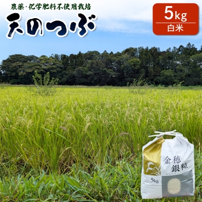 【先行予約】天のつぶ 白米 5kg 有機的栽培 令和7年産 | 無農薬 