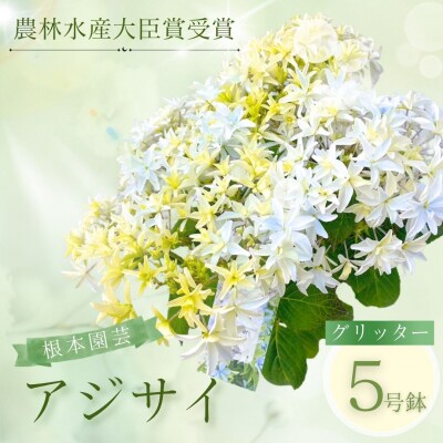 【先行予約】アジサイ グリッター 5号 白系 | 紫陽花 あじさい 根本園芸 aj001-ag