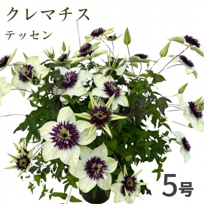 【先行受付】クレマチス テッセン 5号 白系 | 花ギフト プレゼント 花苗 鉢植え 根本園芸
