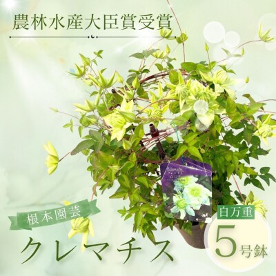 【先行予約】クレマチス 白万重 5号 白系 | 花ギフト プレゼント 根本園芸 aj002-ad