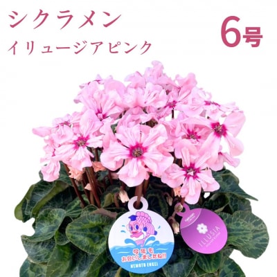 【2026年 先行予約】シクラメン イリュージア ピンクラテ 6号 | 花ギフト 花苗 根本園芸