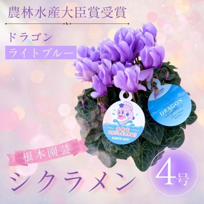 【2026年 先行予約】シクラメン ドラゴン ライトブルー 4号 | 花ギフト 花苗 鉢植 根本園芸