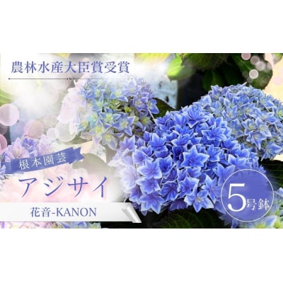 【先行予約】アジサイ 花音-KANON 5号鉢 aj001-ah