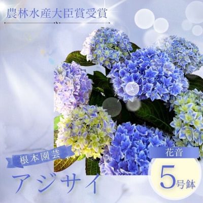 【先行予約】アジサイ 花音-KANON 5号鉢 aj001-ah