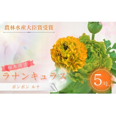 【先行予約】ラナンキュラス ポンポン ルナ 5号鉢 aj017-ac
