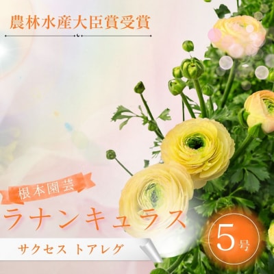 【先行予約】ラナンキュラス サクセス トアレグ 5号鉢 aj017-ad