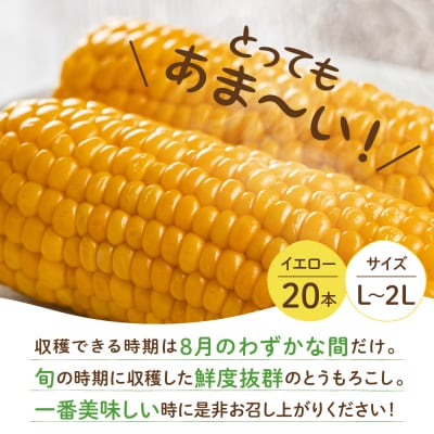 【8月より発送!】北海道芽室町  スイートコーン 20本 イエロー