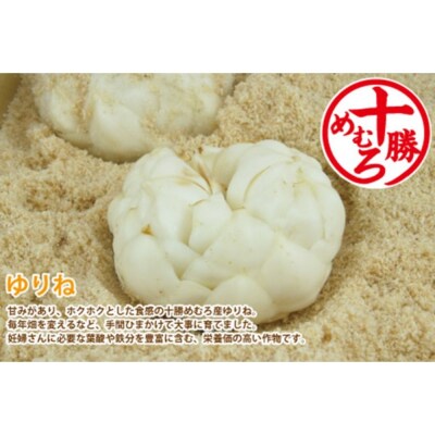 【先行受付】【12月中旬より発送】北海道十勝芽室町 ゆりね 1kg(Lサイズ9玉入り1kg)