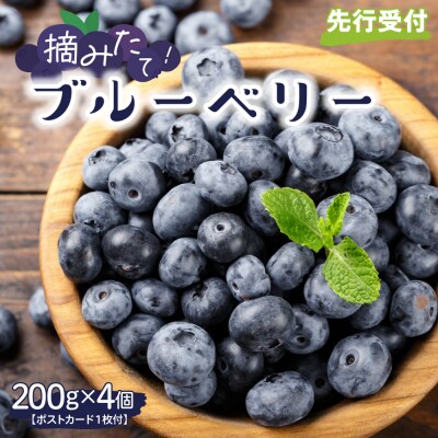 【2026年先行受付】 北海道十勝芽室町　上美生のたからばこ　上美生の生ブルーベリーとポストカード