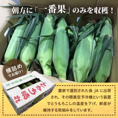 【2025年先行受付】北海道芽室町 十勝めむろスイートコーン 13本入り me010-005c-25