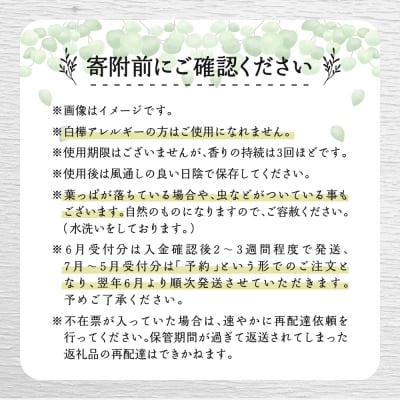 【先行受付】北海道芽室町産「白樺ヴィヒタ」2束　me055-002c-3