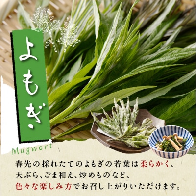 【先行受付】【2026年5月発送】天ぷら用 ヨモギとウドの葉セット me011-006c