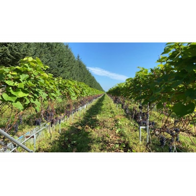 芽室町 ファーム・ミリオンオリジナルワイン 双鷹(SOYO) 2020 山幸 me016-009c