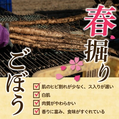 【2026年5月中旬～順次発送】北海道芽室町 春掘りごぼう【柳川理想】M2kg me001-031c