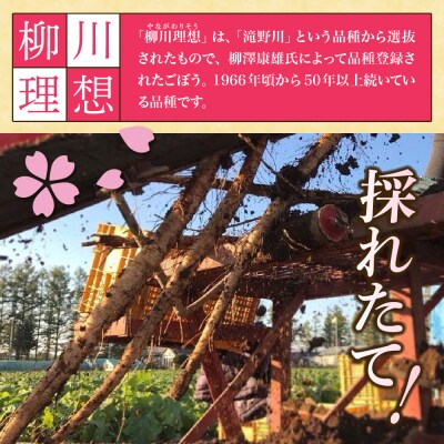 【先行受付5月中旬より順次発送】北海道芽室町 春掘りごぼう【柳川理想】M2kg me001-031c
