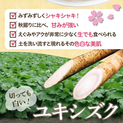【先行受付 5月中旬～発送】芽室町 春掘り美肌ごぼう【ユキシズク】L2kg me001-034c