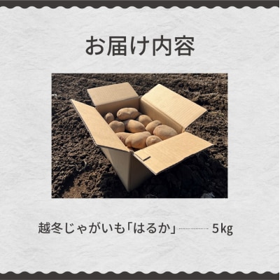 【先行受付　4月より順次発送】北海道十勝芽室町　越冬じゃがいも　はるか　5kg　me001-028c