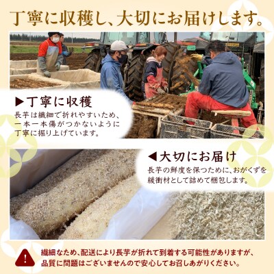 北海道十勝芽室町 ファーム・ミリオンの長芋【土付き】　10kg me016-013c