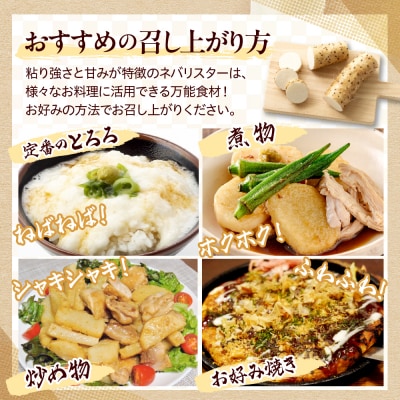 【先行受付12月中旬頃発送】北海道十勝芽室町 ながいも ネバリスター 5kg me001-047c