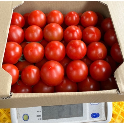 【先行受付】【2026年8月中旬から順次発送】芽室町トマト(中玉)3kg　me074-011c