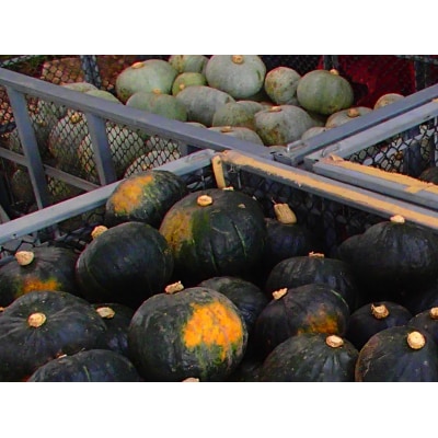 【10月～配送開始】北海道十勝芽室町　自然菜園ふたば　宇佐美亮のかぼちゃ6kg　me074-004c