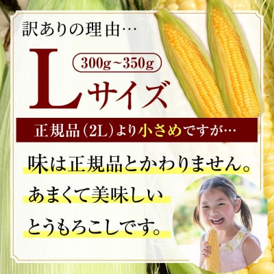 【訳あり】【先行受付】北海道十勝芽室町 とうもろこし ゴールドラッシュ20本　me078-009c