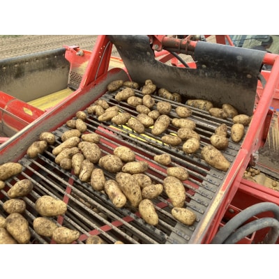 【2026年10月下旬より順次出荷】北海道 十勝芽室町 メークイン Mサイズ 10kg