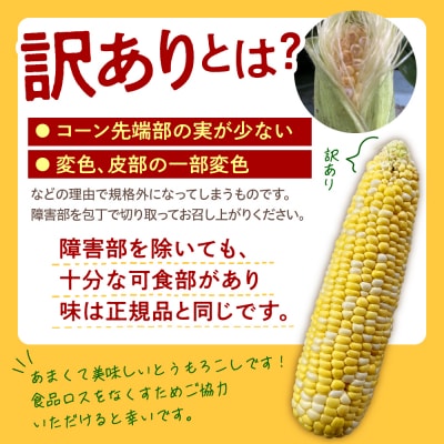 【訳あり 先行受付】北海道十勝芽室町 とうもろこし ドルチェドリーム 13本
