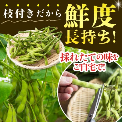 【2026年8月より発送】産地直送!北海道十勝芽室町 枝付き枝豆 5kg me081-001c