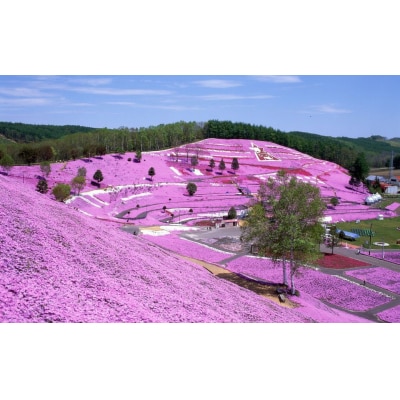 【北海道大空町】旅行割引クーポン券60,000円分 OST005