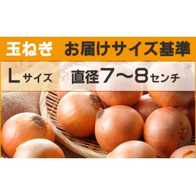 【先行予約】玉ねぎ Lサイズ 20kg 大空町産(2026年10月上旬より発送) 