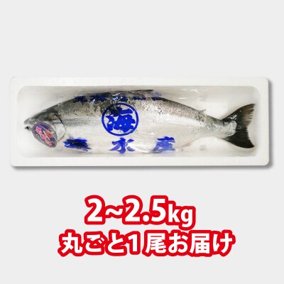 【5月31日までの受付】北海道産サクラマスまるごと1尾 約2～2.5kg