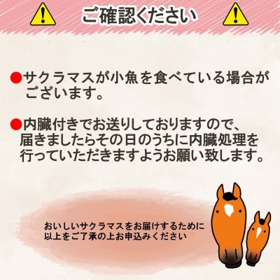 【4月27日より発送】北海道産サクラマスまるごと1尾 約2～2.5kg【先行受付】