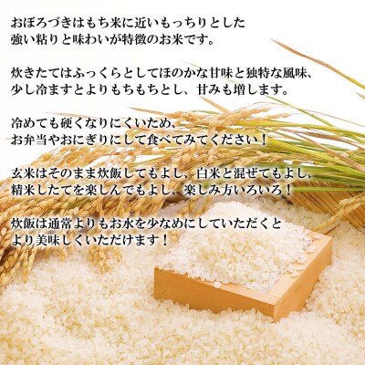 <10月から発送開始>北海道産希少米おぼろづき玄米5kg&日高昆布100g セット