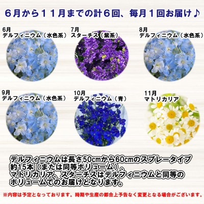 ＜定期便6回＞6月より発送 お花の定期便 デルフィニウム・マトリカリア・スターチス ＜6月より発送＞