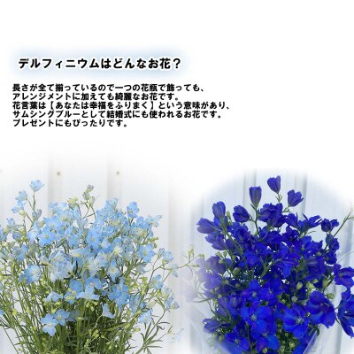＜定期便6回＞6月より発送 お花の定期便 デルフィニウム・マトリカリア・スターチス ＜6月より発送＞