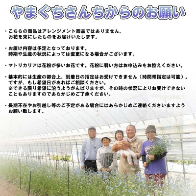 ＜定期便6回＞6月より発送 お花の定期便 デルフィニウム・マトリカリア・スターチス ＜6月より発送＞