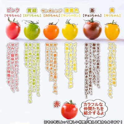 <2025年8月上旬より順次発送>北海道産カラフル ミニトマト1kg #にじいろとまと<先行受付>
