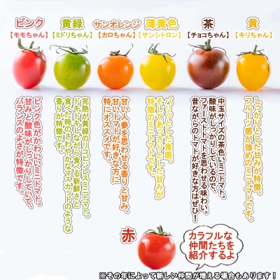 <2026年8月上旬より発送> 北海道産カラフル ミニトマト1kg #にじいろとまと <先行受付>
