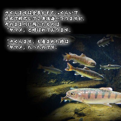 北海道産さくらます 半身1.8kg